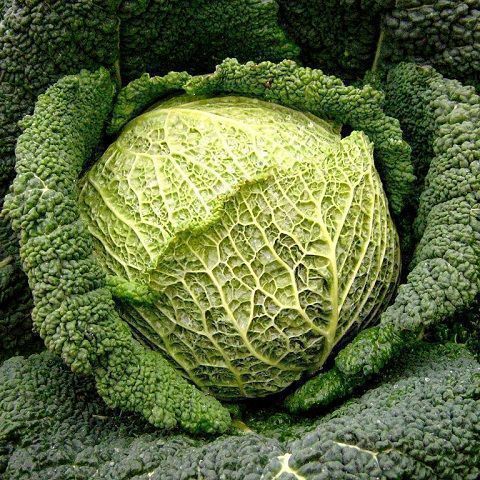 Hood biodynamic cabbage